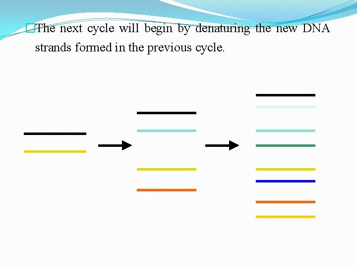 �The next cycle will begin by denaturing the new DNA strands formed in the