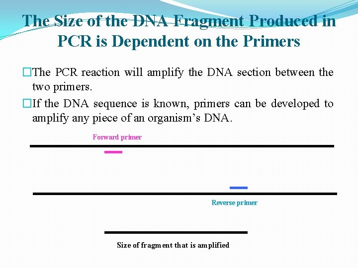 The Size of the DNA Fragment Produced in PCR is Dependent on the Primers