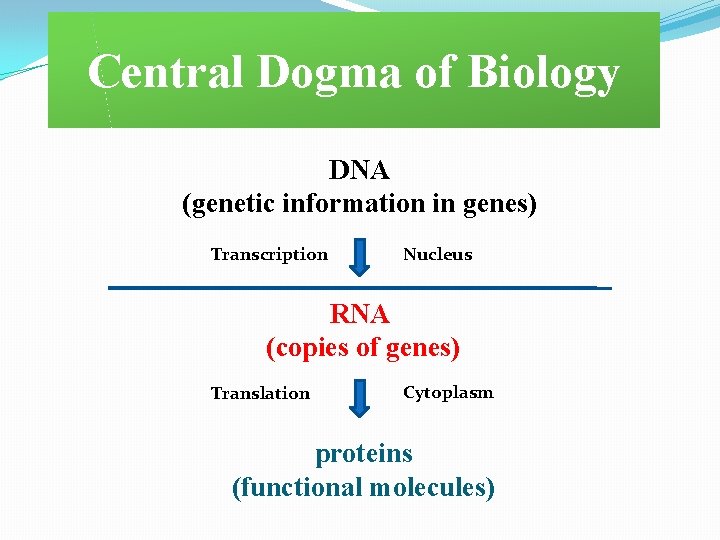 Central Dogma of Biology DNA (genetic information in genes) Transcription Nucleus RNA (copies of