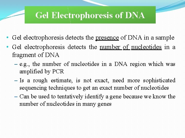 Gel Electrophoresis of DNA • Gel electrophoresis detects the presence of DNA in a