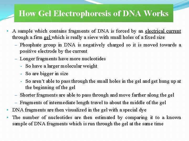 How Gel Electrophoresis of DNA Works • A sample which contains fragments of DNA