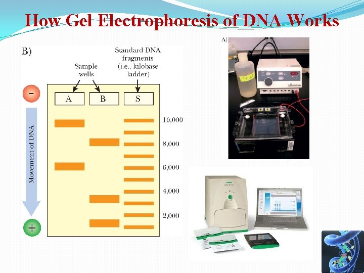 How Gel Electrophoresis of DNA Works 