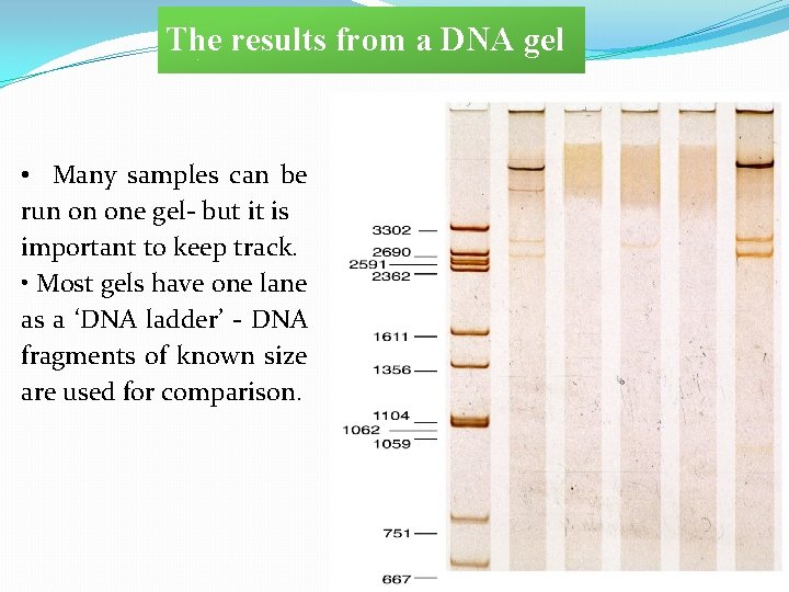 The results from a DNA gel • Many samples can be run on one