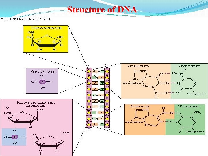 Structure of DNA 
