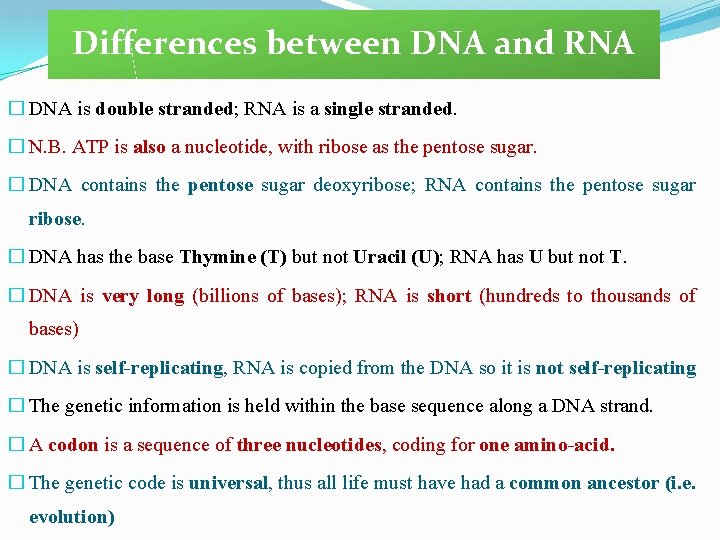 Differences between DNA and RNA � DNA is double stranded; RNA is a single