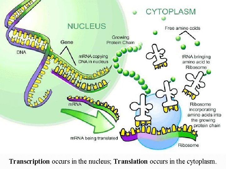 Transcription occurs in the nucleus; Translation occurs in the cytoplasm. 