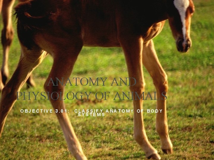 ANATOMY AND PHYSIOLOGY OF ANIMALS OBJECTIVE 3. 01: CLASSIFY ANATOMY OF BODY SYSTEMS 