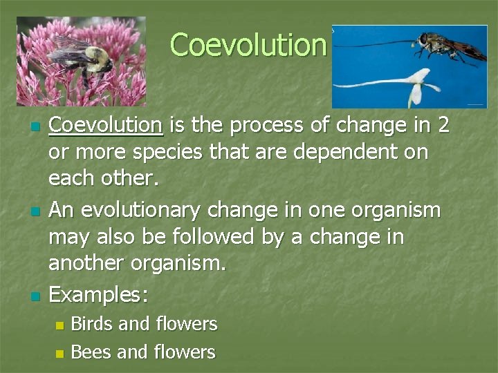 Patterns of Evolution Chapter 17 Section 4 Species