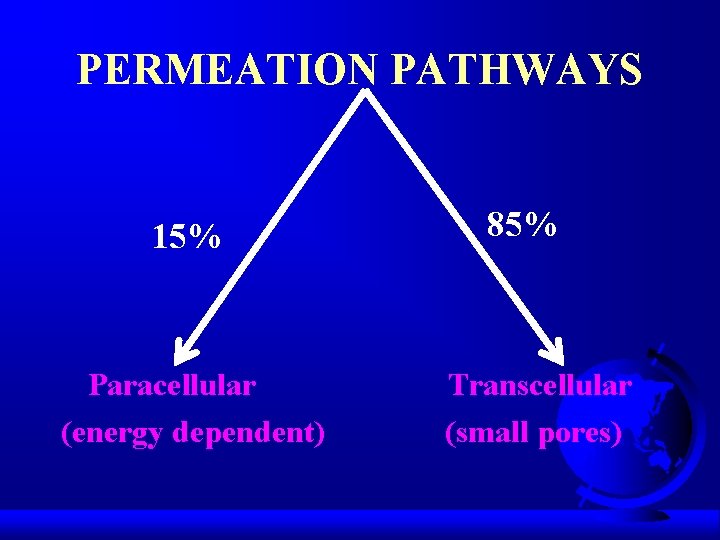 PERMEATION PATHWAYS 15% Paracellular (energy dependent) 85% Transcellular (small pores) 