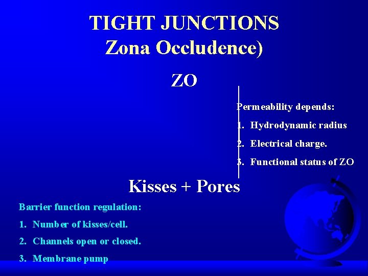 TIGHT JUNCTIONS Zona Occludence) ZO Permeability depends: 1. Hydrodynamic radius 2. Electrical charge. 3.