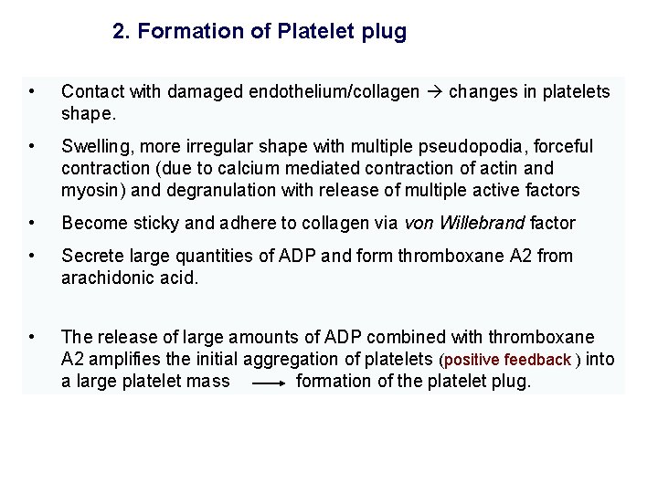 2. Formation of Platelet plug • Contact with damaged endothelium/collagen changes in platelets shape.
