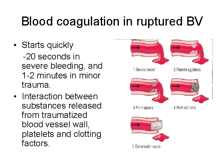 Blood coagulation in ruptured BV • Starts quickly -20 seconds in severe bleeding, and