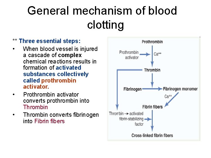 General mechanism of blood clotting ** Three essential steps: • When blood vessel is