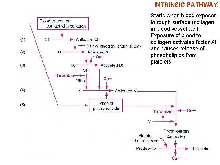 INTRINSIC PATHWAY Starts when blood exposes to rough surface (collagen in blood vessel wall.