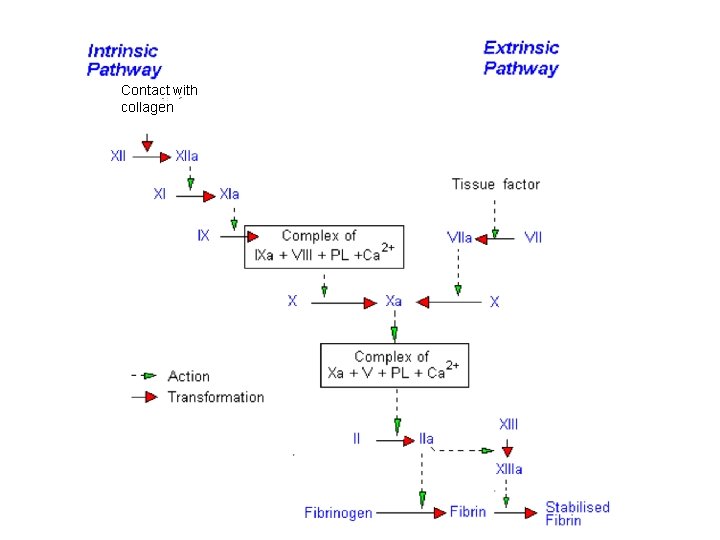 Contact with collagen 