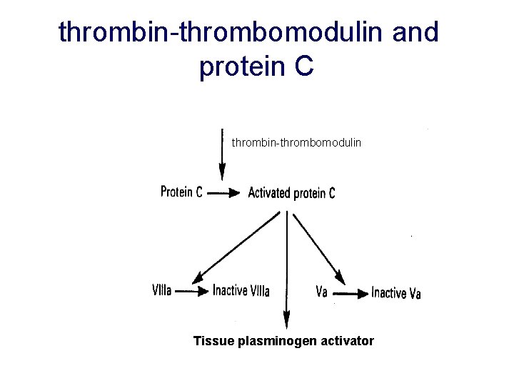 thrombin-thrombomodulin and protein C thrombin-thrombomodulin Tissue plasminogen activator 