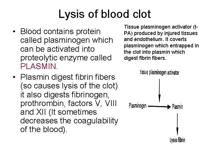 Lysis of blood clot • Blood contains protein called plasminogen which can be activated