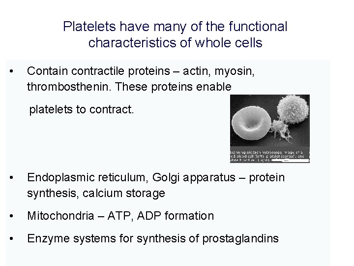 Platelets have many of the functional characteristics of whole cells • Contain contractile proteins