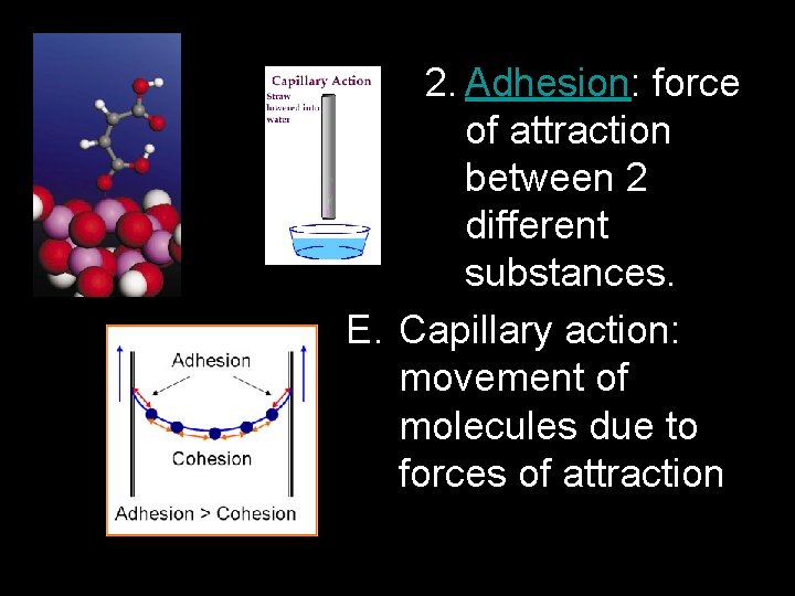 2. Adhesion: force of attraction between 2 different substances. E. Capillary action: movement of