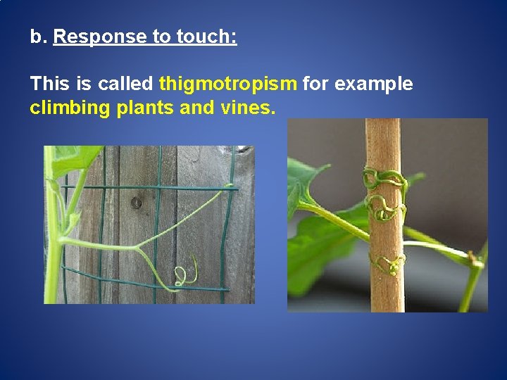 b. Response to touch: This is called thigmotropism for example climbing plants and vines.