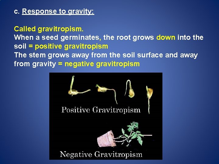 c. Response to gravity: Called gravitropism. When a seed germinates, the root grows down