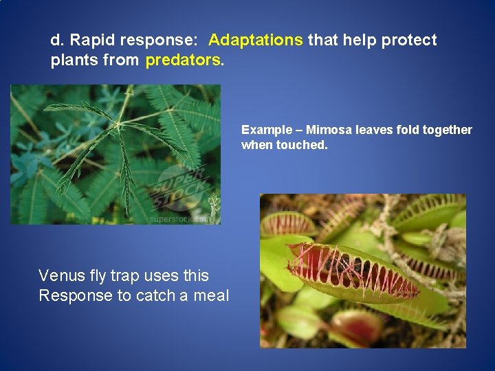 d. Rapid response: Adaptations that help protect plants from predators. Example – Mimosa leaves
