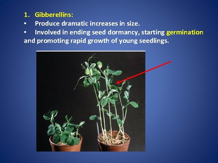 1. Gibberellins: • Produce dramatic increases in size. • Involved in ending seed dormancy,