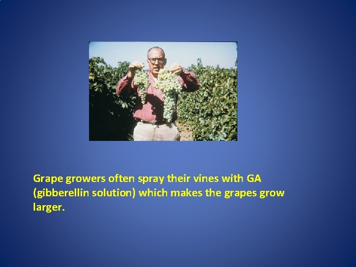 Grape growers often spray their vines with GA (gibberellin solution) which makes the grapes