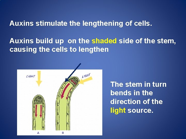 Auxins stimulate the lengthening of cells. Auxins build up on the shaded side of