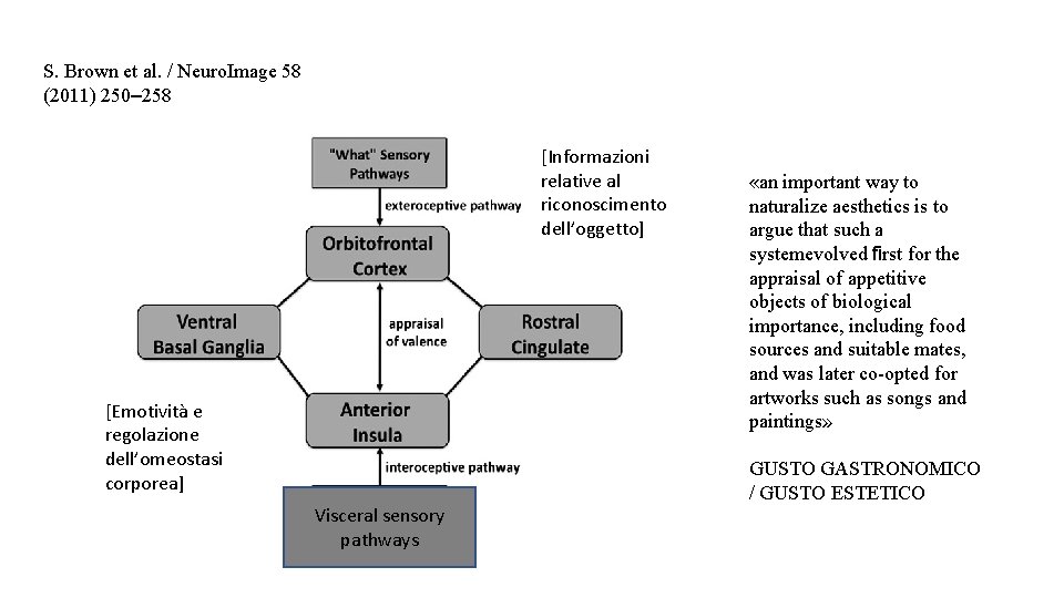 S. Brown et al. / Neuro. Image 58 (2011) 250– 258 [Informazioni relative al