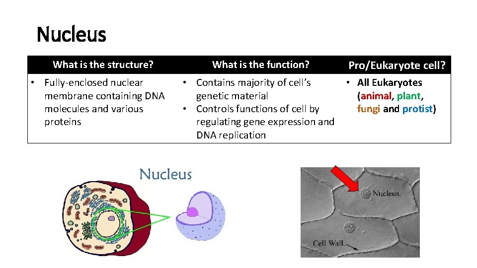 Cell Organelles a review of structure and function