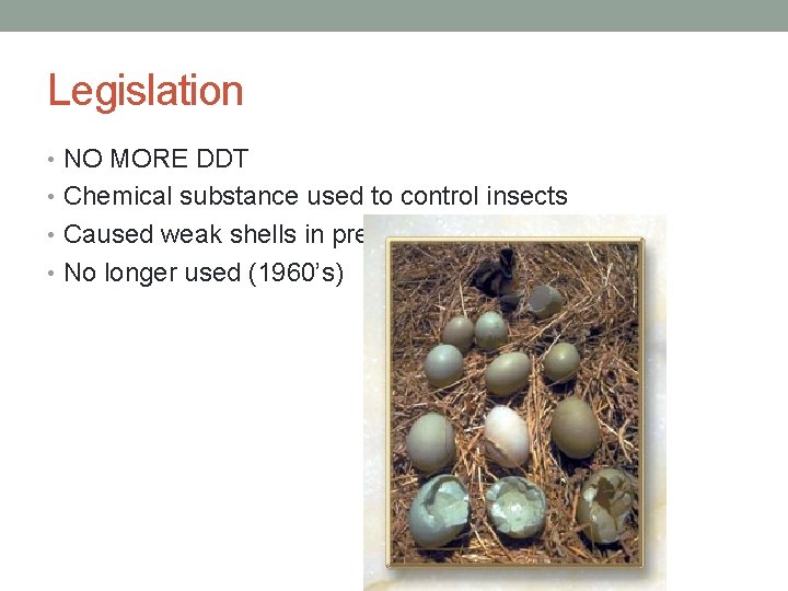 Legislation • NO MORE DDT • Chemical substance used to control insects • Caused