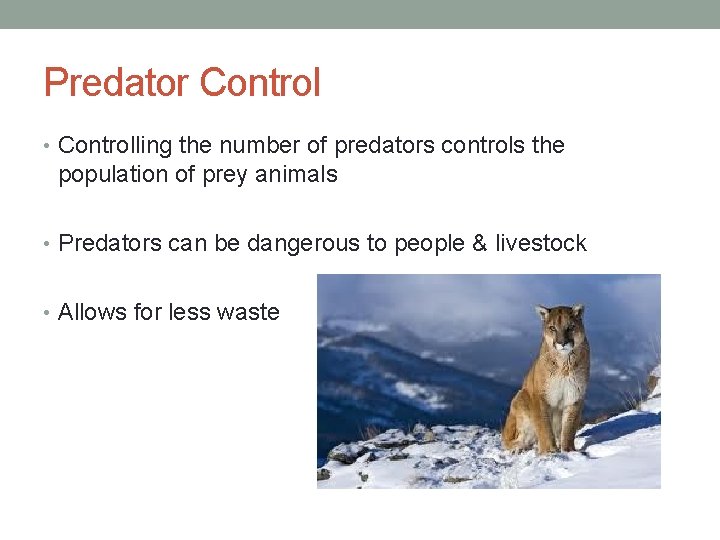 Predator Control • Controlling the number of predators controls the population of prey animals