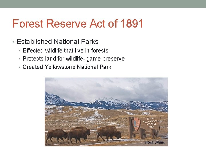 Forest Reserve Act of 1891 • Established National Parks • Effected wildlife that live