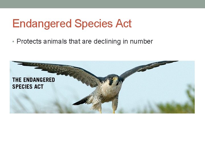 Endangered Species Act • Protects animals that are declining in number 