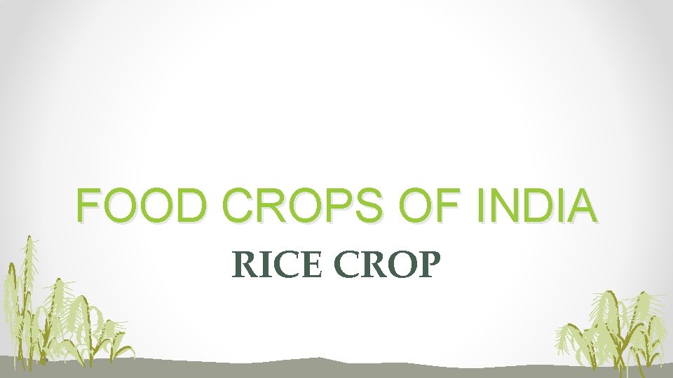 FOOD CROPS OF INDIA RICE CROP 