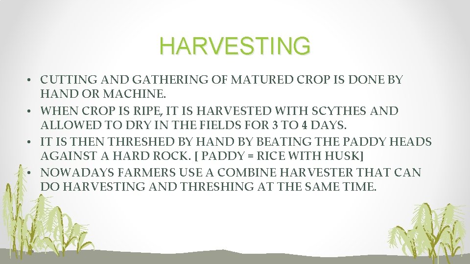 HARVESTING • CUTTING AND GATHERING OF MATURED CROP IS DONE BY HAND OR MACHINE.