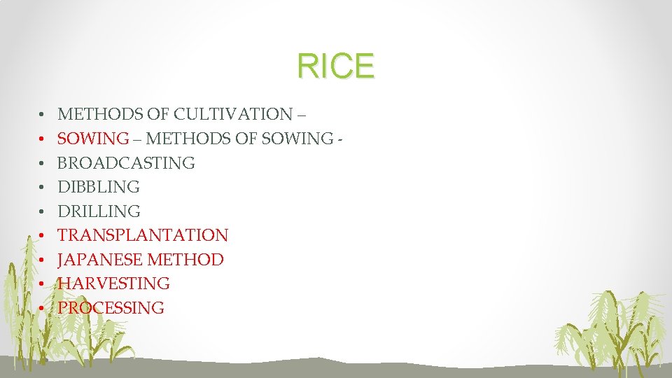 RICE • • • METHODS OF CULTIVATION – SOWING – METHODS OF SOWING BROADCASTING
