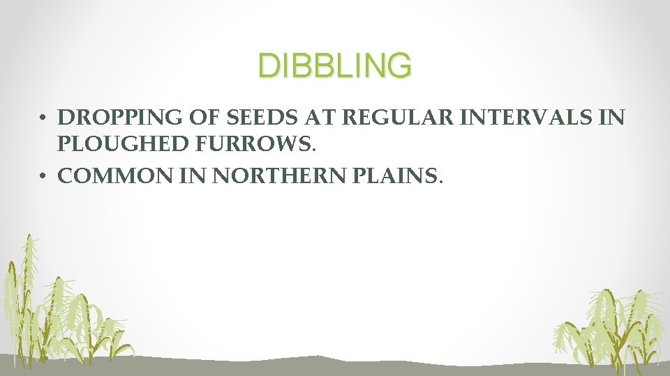 DIBBLING • DROPPING OF SEEDS AT REGULAR INTERVALS IN PLOUGHED FURROWS. • COMMON IN