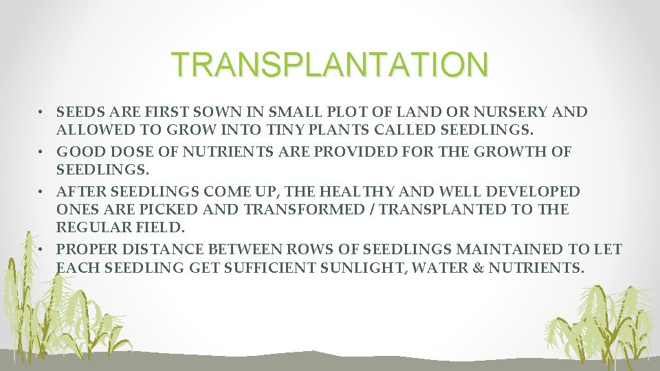 TRANSPLANTATION • SEEDS ARE FIRST SOWN IN SMALL PLOT OF LAND OR NURSERY AND