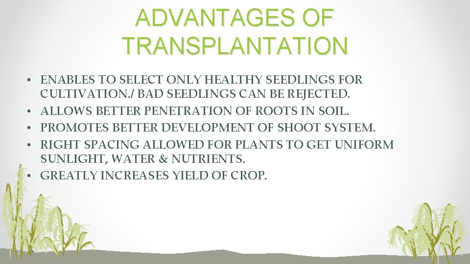 ADVANTAGES OF TRANSPLANTATION • ENABLES TO SELECT ONLY HEALTHY SEEDLINGS FOR CULTIVATION. / BAD