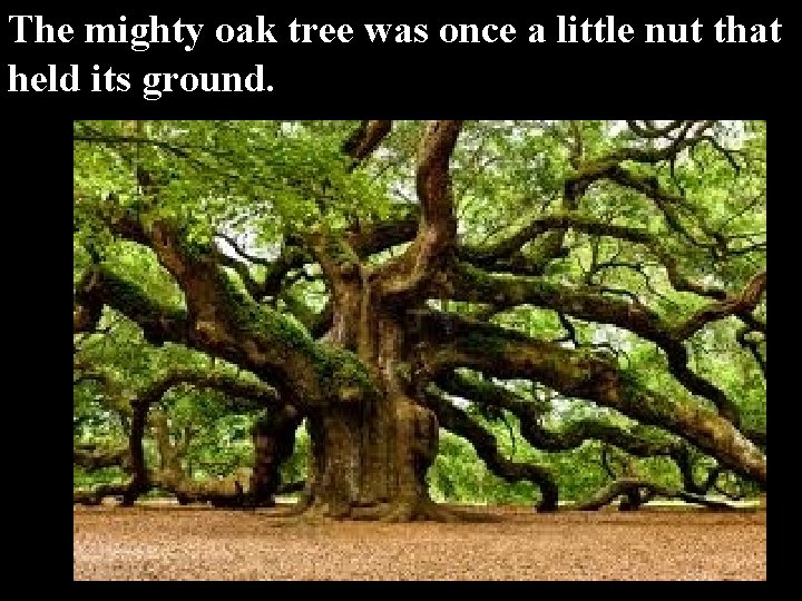 The mighty oak tree was once a little nut that held its ground. The mighty oak tree was once a little nut that held its ground.
