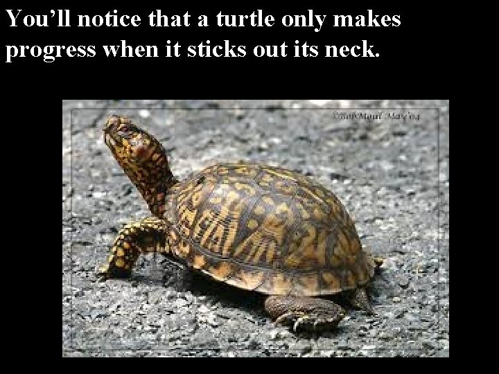 You’ll notice that a turtle only makes progress when it sticks out its neck.