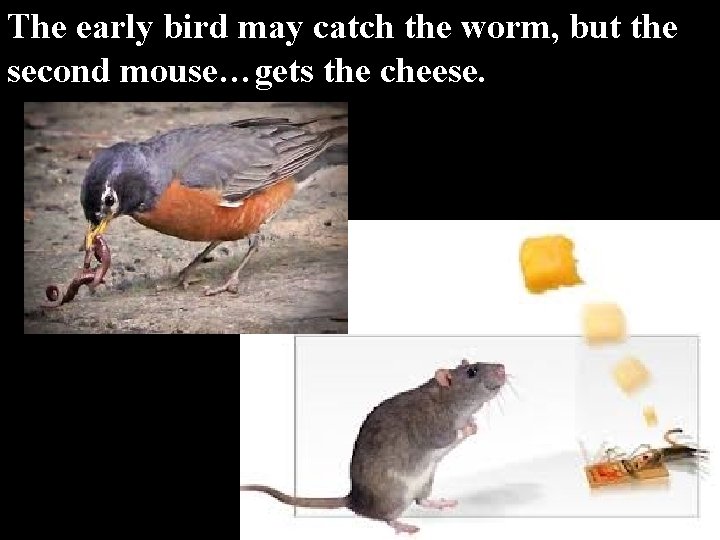 The early bird may catch the worm, but the second mouse…gets the cheese. The early bird may catch the worm, but the second mouse…gets the cheese.