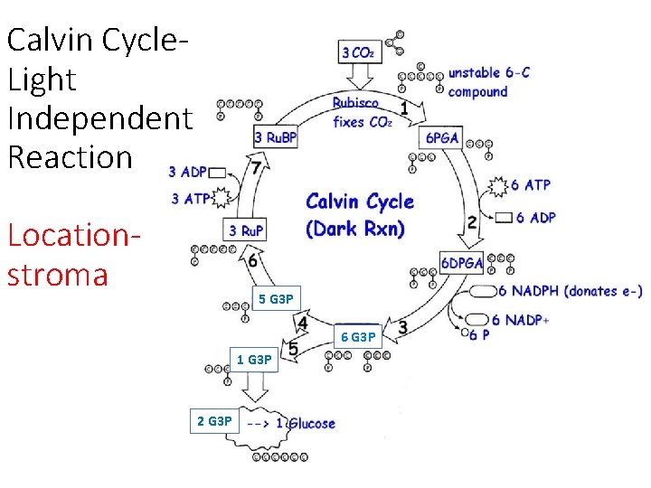 Calvin Cycle. Light Independent Reaction Locationstroma 5 G 3 P 6 G 3 P