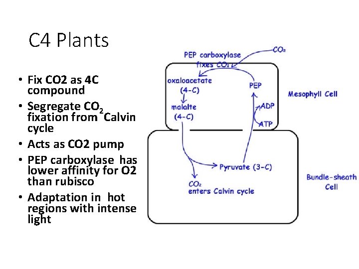 C 4 Plants • Fix CO 2 as 4 C compound • Segregate CO