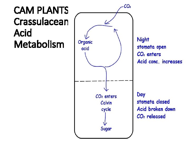 CAM PLANTS Crassulacean Acid Metabolism 