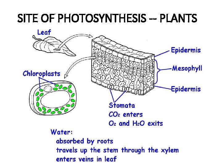 SITE OF PHOTOSYNTHESIS -- PLANTS 