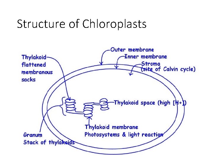 Structure of Chloroplasts 