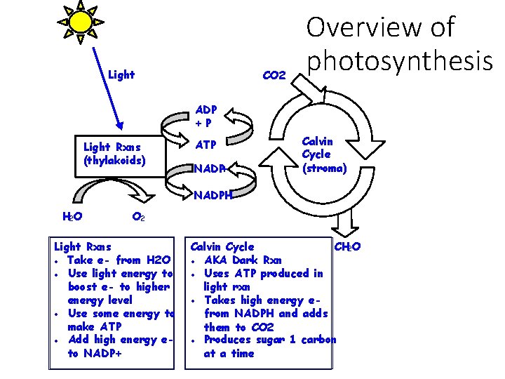 Light CO 2 Overview of photosynthesis ADP +P Light Rxns (thylakoids) ATP NADP+ Calvin